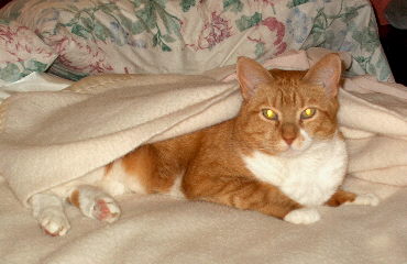 Cooper under the blanket